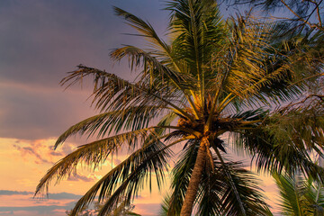 Fototapeta na wymiar palm tree with coconuts sways in the wind during sunset