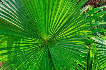 Fototapeta premium green saw palmetto (Serenoa repens) frond