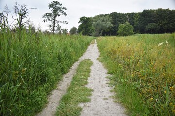 Fototapeta na wymiar Sandy path through tall grass, in a field.