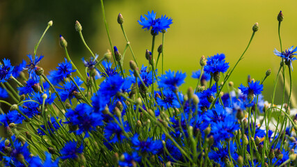 rye flowers