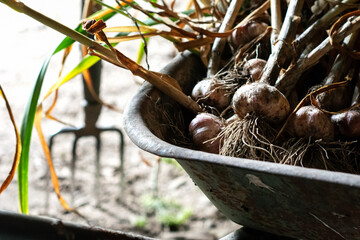 Just harvested organic garlic in the vintage wheelbarrow, vegetables in the rustic metal background on natural light, agriculture and healthy eating concept. Low key photo