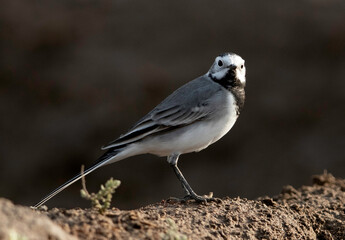 Obraz premium White wagtail perched on a mound, Bahrain