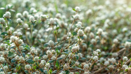 White flowering grass in the wild
