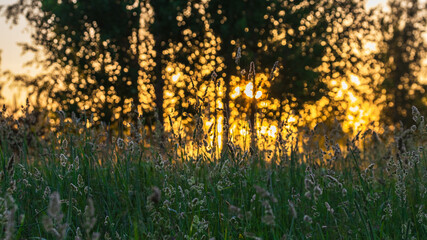 sunset in the grass