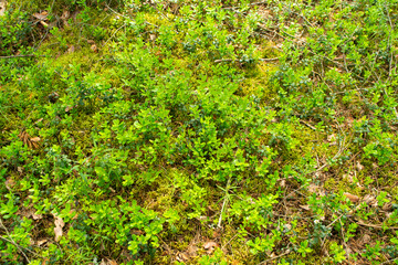 Beautiful background with green lingonberry leaves. Cranberry forest in Belarus