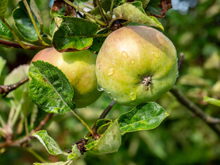 green apples on a branch