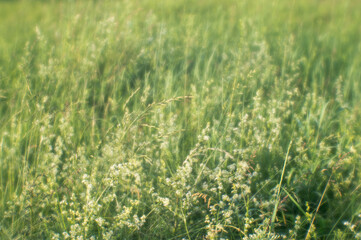 Blur. Summer green meadow with fluffy white flowers in the morning sun. Background