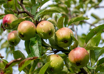 apples on tree with water drops