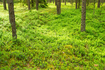 Close up of lingonberry shrub Vaccinium vitis idaea on the forest floor in deep wood in Belarus