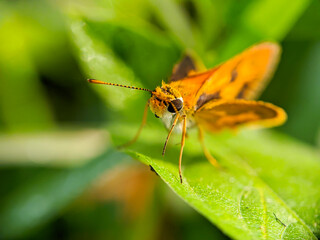 Large skipper macro (Ochlodes sylvanus) - Butterfly