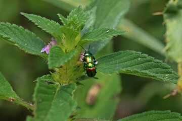 Paarung des Prächtigen Blattkäfers (Chrysolina fastuosa) an Hohlzahn.