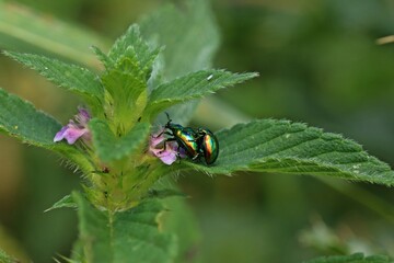 Paarung des Prächtigen Blattkäfers (Chrysolina fastuosa) an Hohlzahn.