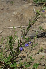 Sumpf-Helmkraut (Scutellaria galericulata).