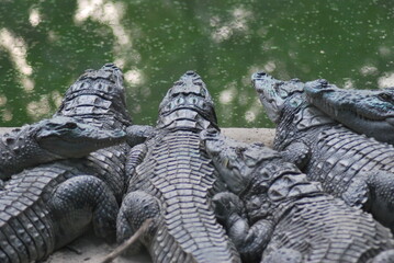 alligator in the everglades.