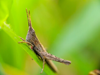A brown grasshopper also called short-horned grasshopper, hides behind green leaves. Macro photography.