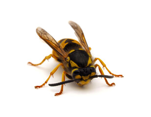 German wasp or German yellowjacket, Vespula germanica isolated on white background
