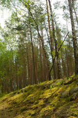 Summer green forest landscape in the morning. Natural woodland. Green nature in Belarus. Birch trees and pines in forest
