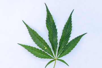 Green leaf of medical cannabis on a white background