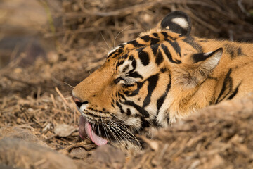 Tigress T60 cub licking its paw, Ranthambore Tiger Reserve