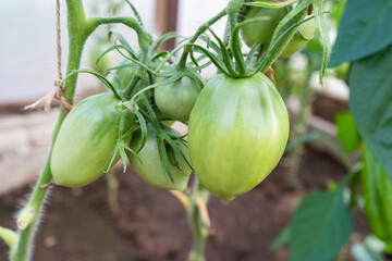green tomatoes on a branch in a greenhouse