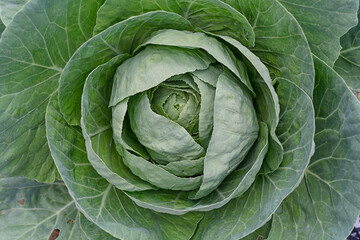 Fototapeta premium Big cabbage with leaves in the garden close