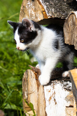 Mały czarno biały kotek