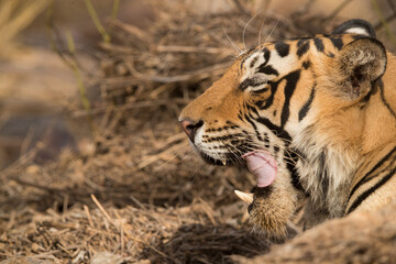 Closeup of a Tiger cub, Ranthambore Tiger Reserve