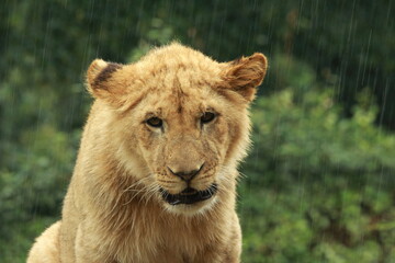 Obraz na płótnie Canvas Jeune lion captif sous la pluie
