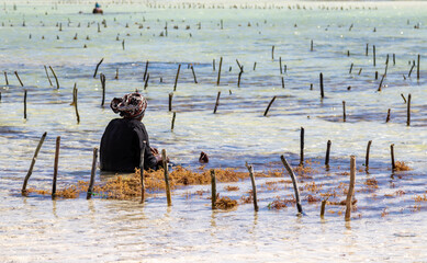 Woman harvesting seaweed at low tide, Zanzibar, Tanzania