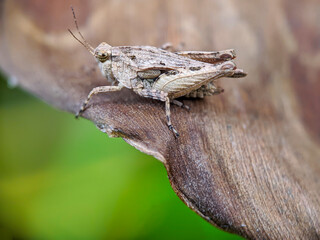 A brown grasshopper also called short-horned grasshopper, hides behind green leaves. Macro photography.