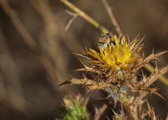 Cuckoo bee in its natural environment.