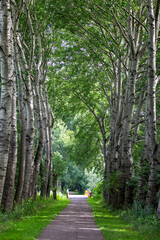 footpath in the park