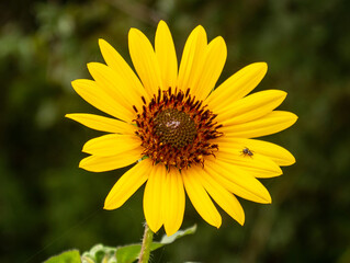 Yellow sunflower with tiny spider.
