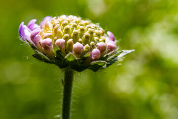 Makro pączek kwiatowy