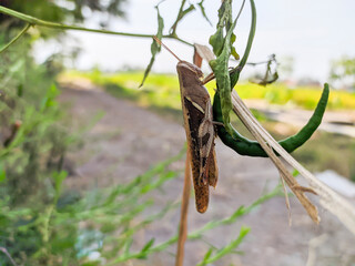 A brown grasshopper also called short-horned grasshopper, hides behind green leaves. Macro photography.
