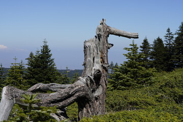 Alone, old, withered pine tree trunk lies on a glade.