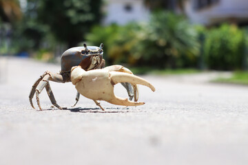 Cangrejo Azul caminando por la calle 