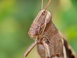 A brown grasshopper also called short-horned grasshopper, hides behind green leaves. Macro photography.