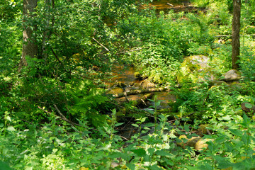Obraz premium Beautiful view of stream in forest of Belarus