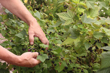 Naklejka na ściany i meble farmer picking black currants from a bush in the garden