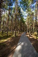 Baltic forest walks in the Curonian Spit National Park on the Baltic Sea coast in Lithuania