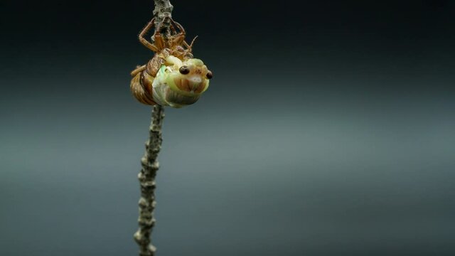 Time-lapse video of the emergence of cicadas