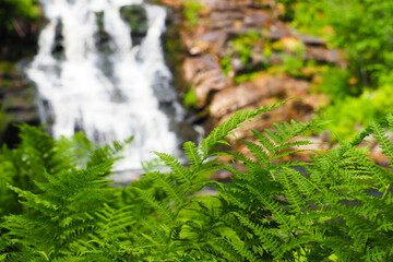 Waterfall river stream, fern leaves in the foreground, Polypodiopsida or Polypodiophyta. Waterfall landscape