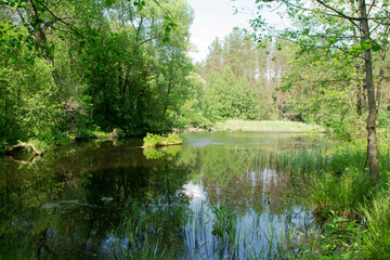 Scenic view of the forest lake in Belarus