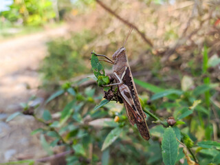A brown grasshopper also called short-horned grasshopper, hides behind green leaves. Macro photography.