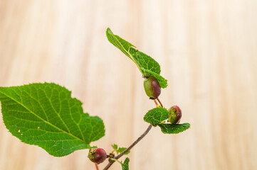 Obraz premium マタタビの実 ドングリ型