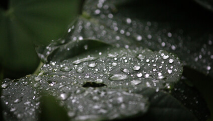 dew on a leaf