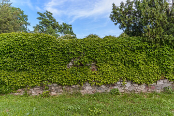 Big ivy wall with green leaves with blue sky background