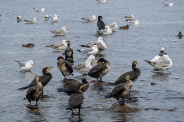Countless cormorats, gulls and ducks on the shallow waters of the Curonian Lagoon, Curonian Spit...