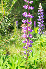 Blooming lupine flowers - Lupinus polyphyllus - wild forest of Belarus